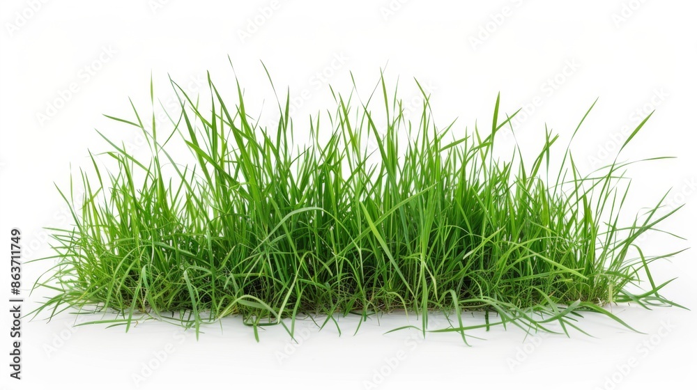 Grass isolated on white background. Illustration generatd by ai