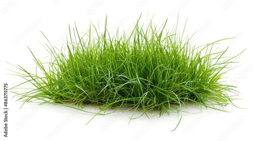 Grass isolated on white background. Illustration generatd by ai Grass isolated on white background. Illustration generatd by ai