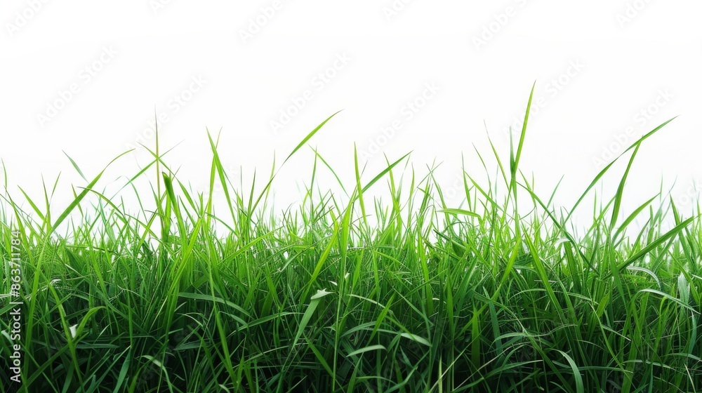 Fototapeta premium Grass isolated on white background. Illustration generatd by ai
