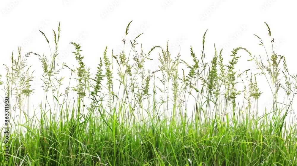 Obraz premium Grass isolated on white background. Illustration generatd by ai
