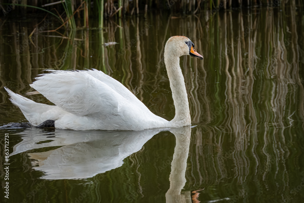 On a sunny summer day, an adult mute swan swims in the water with a reflection perpendicular to the camera lens. On a sunny summer day, an adult mute swan swims in the water with a reflection perpendicular to the camera lens.