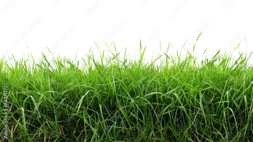 Fototapeta premium Grass isolated on white background. Illustration generatd by ai