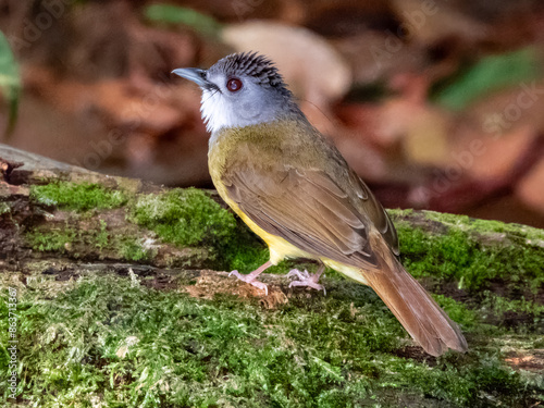 Yellow-bellied Bulbul in Borneo, Malaysia photo