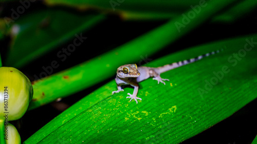 The Andaman bent-toed gecko, Cyrtodactylus rubidus, also known as the red bow-fingered gecko, is a distinctive, endemic lizard species found in the Andaman Islands. photo