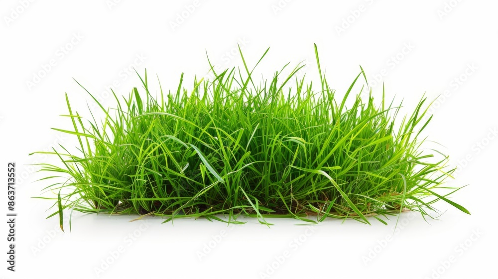 Grass isolated on white background. Illustration generatd by ai Grass isolated on white background. Illustration generatd by ai