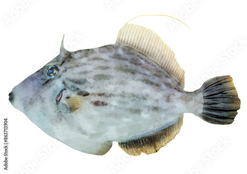 美味しい海の魚、ホンカワハギの魚体（雄・リアルルック・切り抜き白背景イラスト） photo