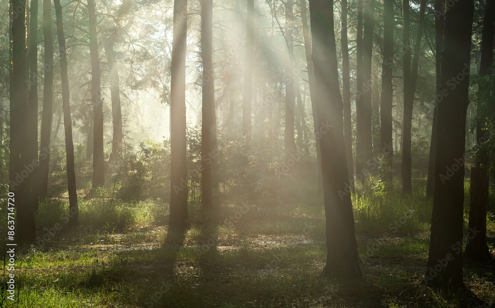 Fototapeta premium Sunny morning in the forest. The rays of the sun break through the branches of the trees. Good weather for nature walks.