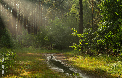 Morning in the forest. Puddles on the paths after the rain. Trees are reflected in the water. Fresh air. Good weather for nature walks.