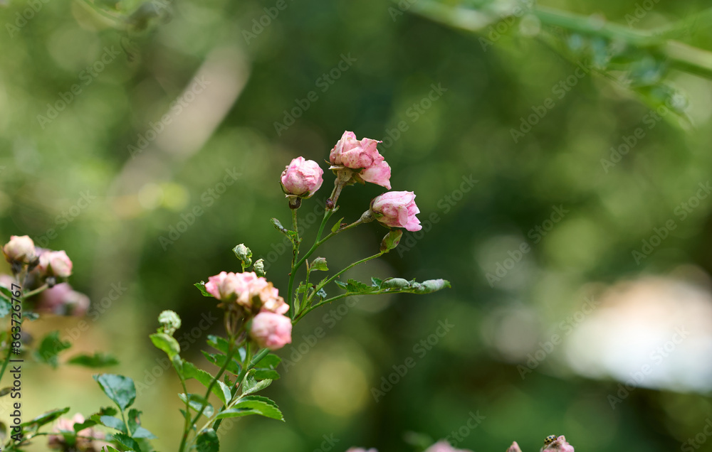 Wild Roses, Pink and white flowers in Himalayas, Wild Roses, Pink and white flowers in Himalayas,
