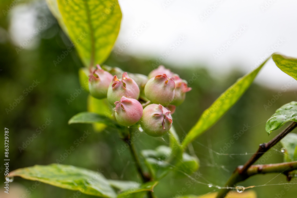 Blueberries begin to ripen on the branch of a bush, wrapped in a spider's web Blueberries begin to ripen on the branch of a bush, wrapped in a spider's web