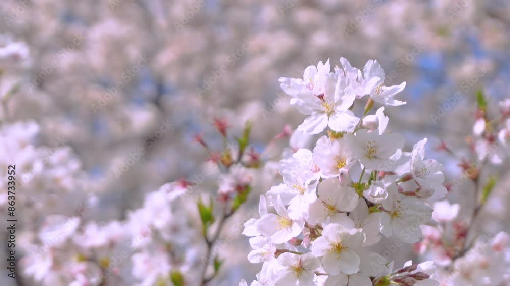 tilt-down shot of cherry blossoms in full bloom, from the front to the top. tilt-down shot of cherry blossoms in full bloom, from the front to the top.