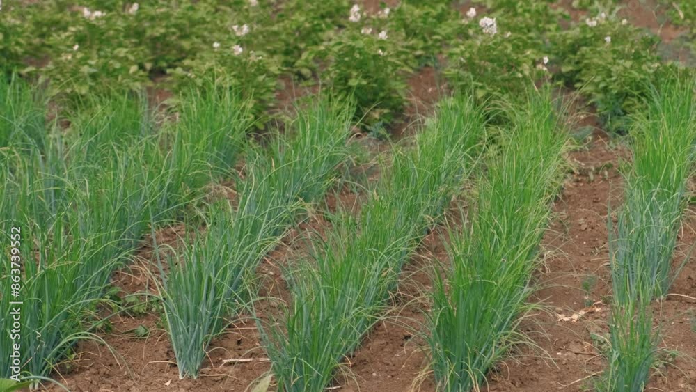 Green onions grow next to blooming potato plants in a thriving agricultural environment under the open sky Green onions grow next to blooming potato plants in a thriving agricultural environment under the open sky