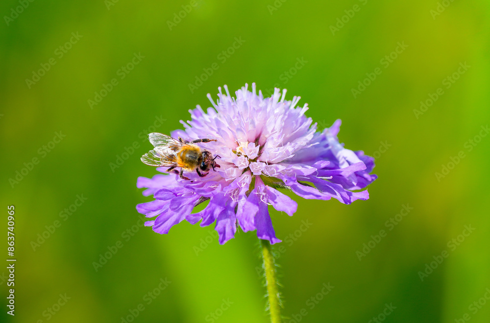 A bee collects nectar on a purple flower against a green background. Insect close-up.
A bee collects nectar on a purple flower against a green background. Insect close-up.