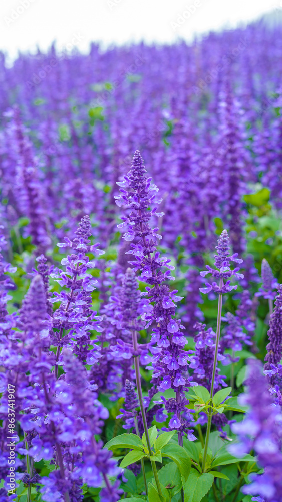 Naklejka premium Close up lavender field in the Provence, no people, purple color background
