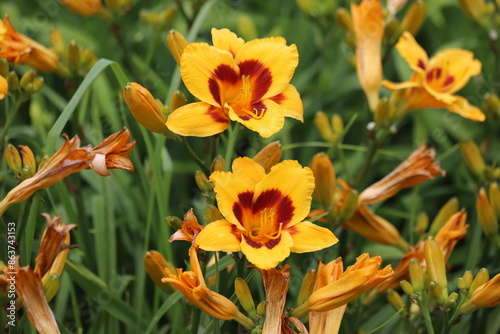 Fotografie Orange lilly in the garden, Lilium flowers.
