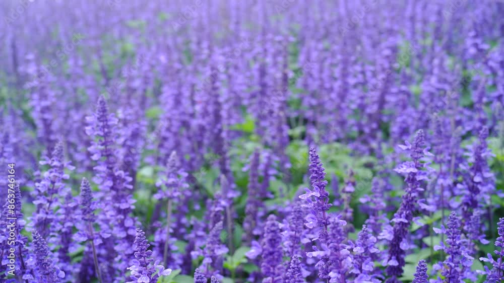 Close up lavender field in the Provence, no people, purple color background Close up lavender field in the Provence, no people, purple color background