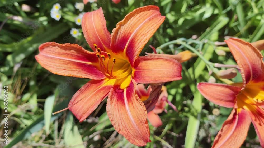 orange lilies. Orange lily flowers in nature. Charming blooming tender lily flower - summer background for advertising and isolating. orange lilies. Orange lily flowers in nature. Charming blooming tender lily flower - summer background for advertising and isolating.