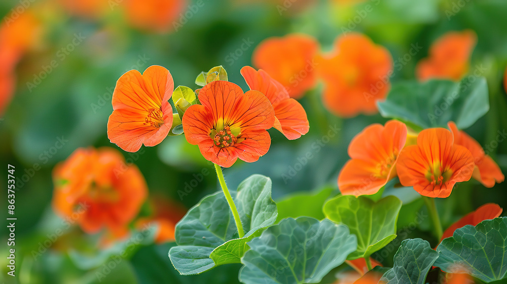 Fototapeta premium Orange nasturtium flowers in garden