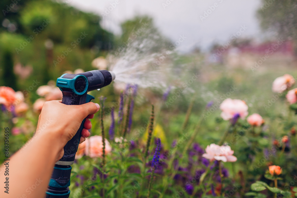 Fototapeta premium Close up of garden hose in gardener's hand. Watering roses flowers on summer day. Tools and equipment for gardening
