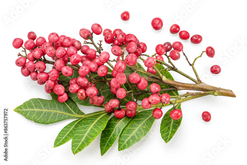 Fresh pink peppercorns on peruvian pepper tree branch isolated on white background. photo