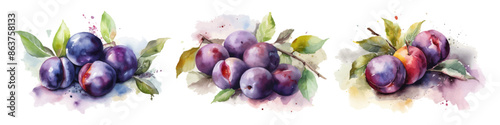 Set of plum branch. Hand drawn watercolor illustration.