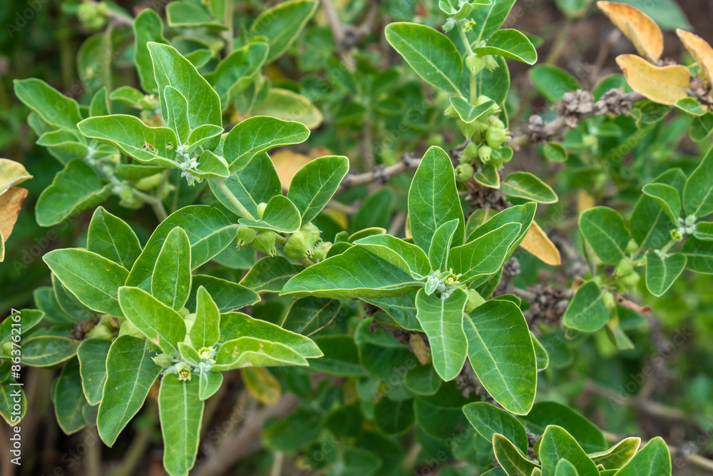 Ashwagandha green plant or withania somnifera plant grow in garden. ayurvedic medicine plant Ashwagandha green plant or withania somnifera plant grow in garden. ayurvedic medicine plant