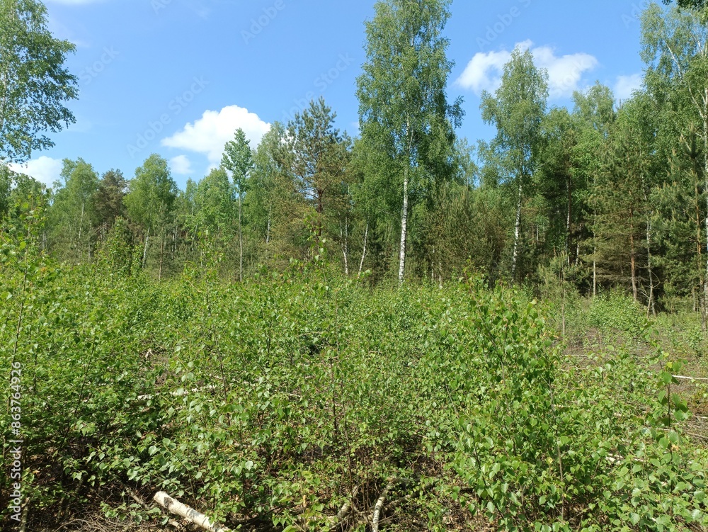Rekyva forest and lake during sunny summer day. Pine and birch tree woodland. Wavy lake. Bushes and small trees are growing in woods. Sunny day with white clouds in sky. Nature. Rekyvos miskas. Rekyva forest and lake during sunny summer day. Pine and birch tree woodland. Wavy lake. Bushes and small trees are growing in woods. Sunny day with white clouds in sky. Nature. Rekyvos miskas.