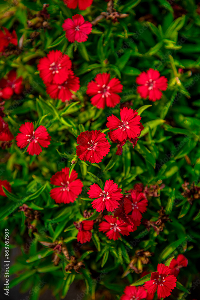 Red Dianthus Caryophyllus Carnation is a classic cut flower with frilly rounded flowers Red Dianthus Caryophyllus Carnation is a classic cut flower with frilly rounded flowers