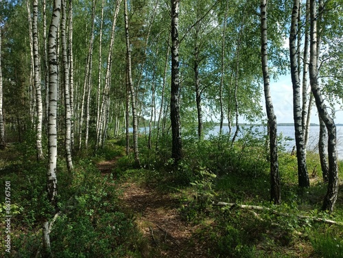 Rekyva forest and lake during sunny summer day. Pine and birch tree woodland. Wavy lake. Bushes and small trees are growing in woods. Sunny day with white clouds in sky. Nature. Rekyvos miskas.