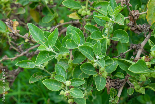 Wallpaper Mural Ashwagandha green plant or withania somnifera plant grow in garden. ayurvedic medicine plant Torontodigital.ca