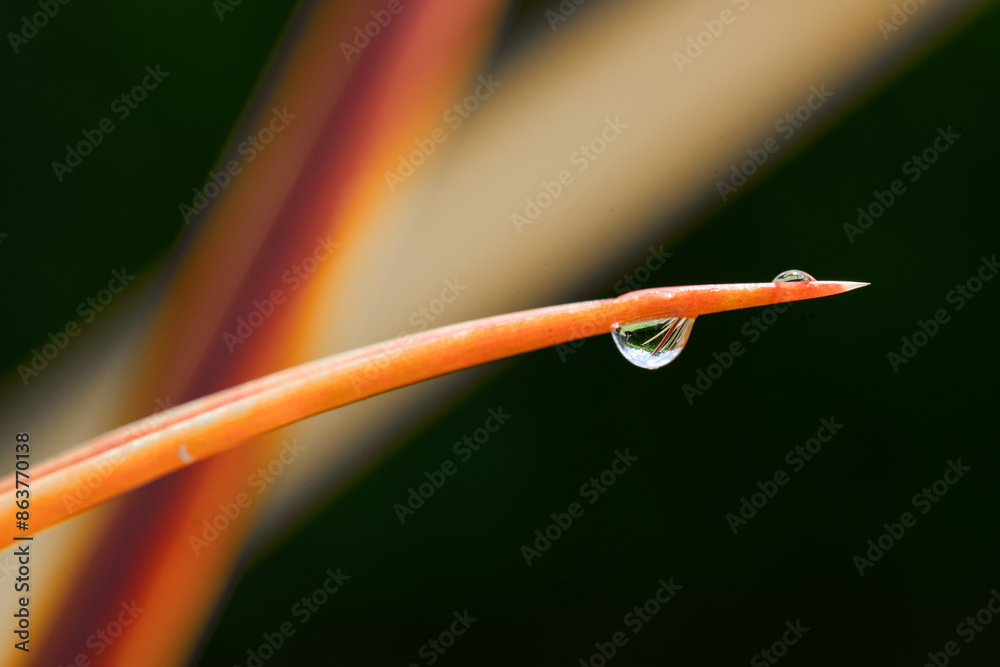 Close-up waterdrop on orange leaf.