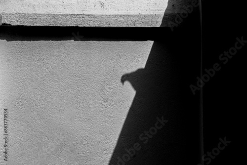 Realistic pigeon Shadow on the white Wall photo