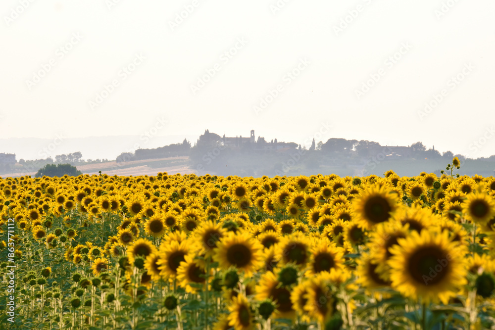 Fototapeta premium Un mare di girasoli!