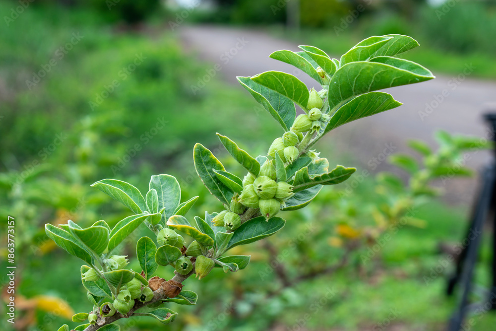 Ashwagandha green plant or withania somnifera plant grow in garden. ayurvedic medicine plant Ashwagandha green plant or withania somnifera plant grow in garden. ayurvedic medicine plant