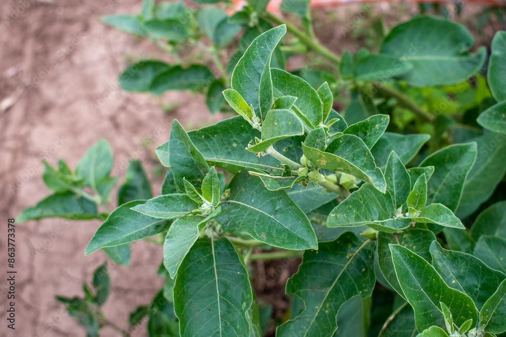 Obraz premium Ashwagandha green plant or withania somnifera plant grow in garden. ayurvedic medicine plant