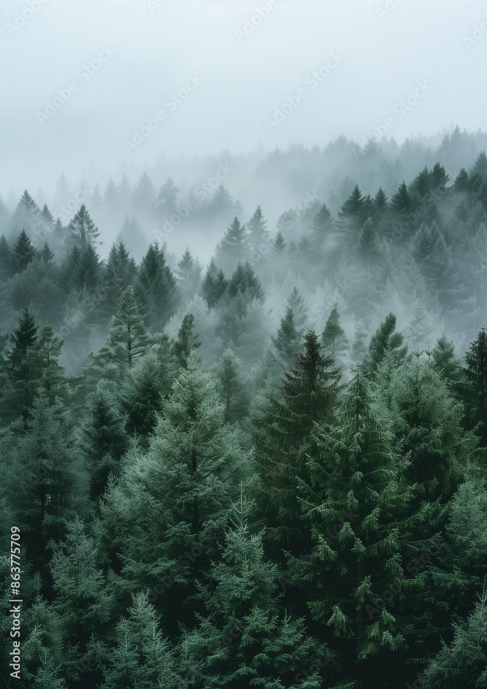 Misty evergreen forest in early morning light Misty evergreen forest in early morning light