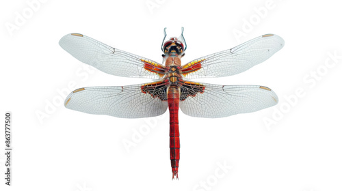 Dargonfly , insect bug on transparent background photo