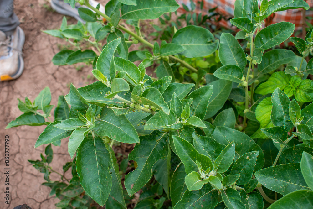 Ashwagandha green plant or withania somnifera plant grow in garden. ayurvedic medicine plant Ashwagandha green plant or withania somnifera plant grow in garden. ayurvedic medicine plant