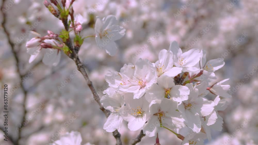 Close-up cherry flowers and focus shifts to the cherry buds. Close-up cherry flowers and focus shifts to the cherry buds.