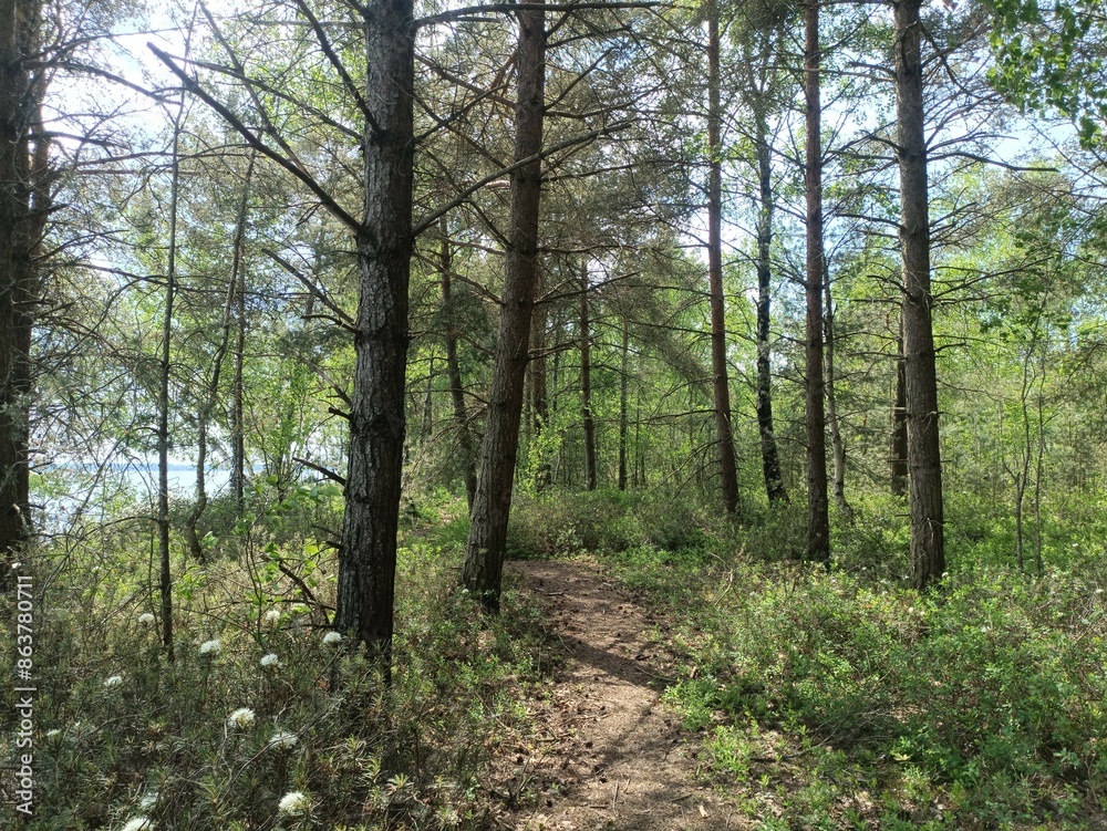 Rekyva forest and lake during sunny summer day. Pine and birch tree woodland. Wavy lake. Bushes and small trees are growing in woods. Sunny day with white clouds in sky. Nature. Rekyvos miskas. Rekyva forest and lake during sunny summer day. Pine and birch tree woodland. Wavy lake. Bushes and small trees are growing in woods. Sunny day with white clouds in sky. Nature. Rekyvos miskas.