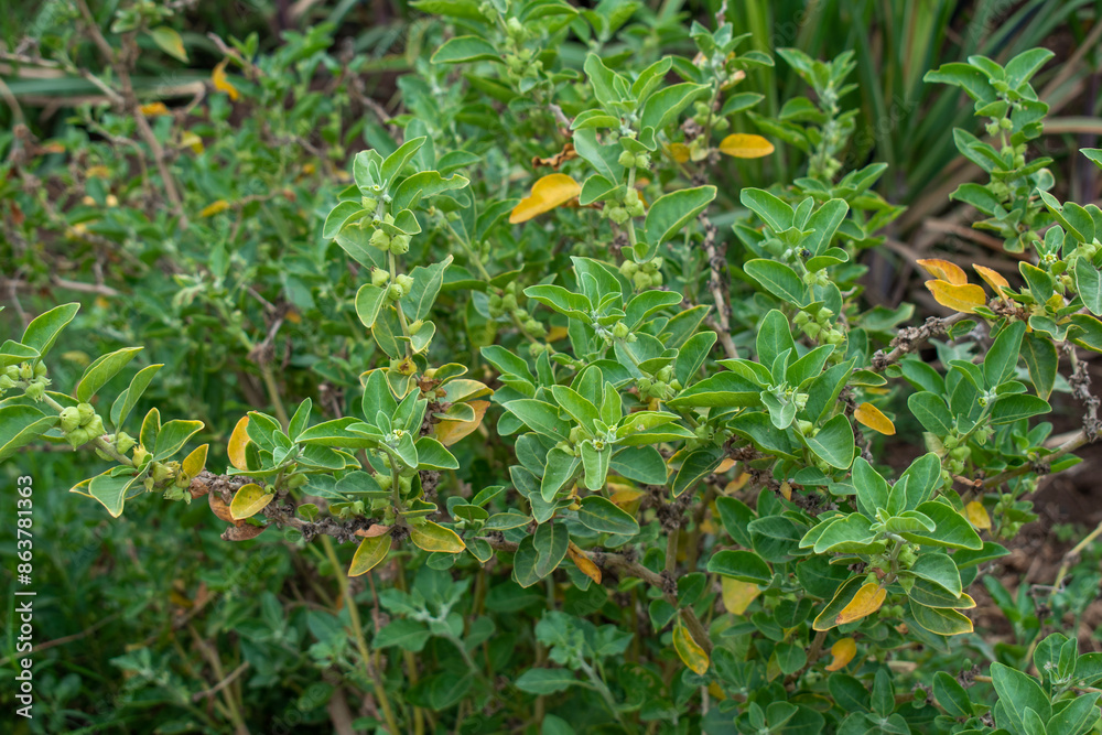 Ashwagandha green plant or withania somnifera plant grow in garden. ayurvedic medicine plant