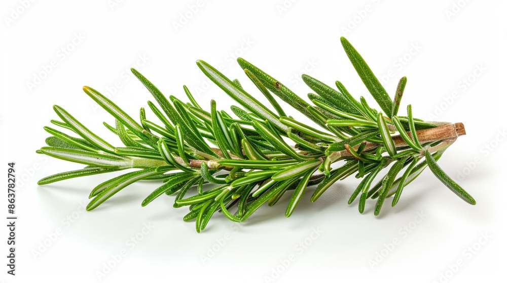Fototapeta premium Twig of rosemary, isolated on white background.