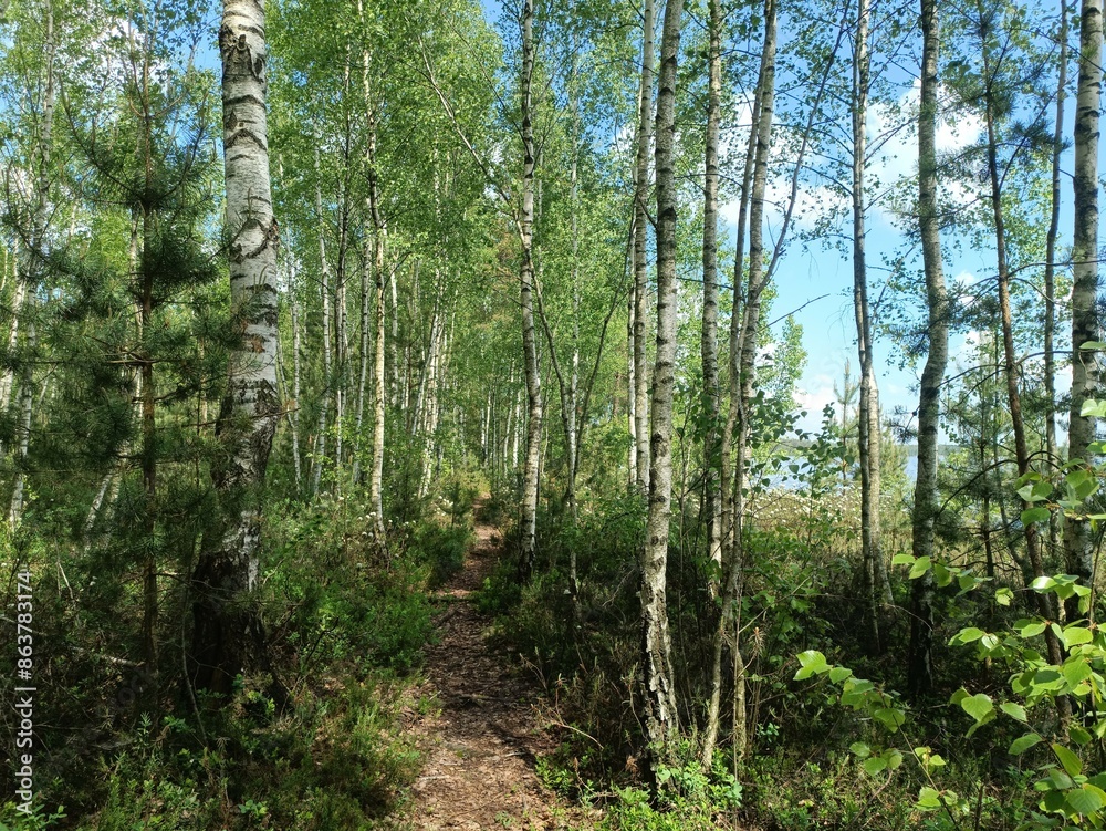 Rekyva forest and lake during sunny summer day. Pine and birch tree woodland. Wavy lake. Bushes and small trees are growing in woods. Sunny day with white clouds in sky. Nature. Rekyvos miskas.
