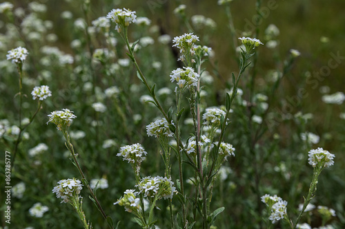 Berteroa incana, hoary alyssum. Blooming white flowers berteroa incana in the meadow. Flowering plants in the wild. Beautiful summer or autumn background, wallpaper. photo