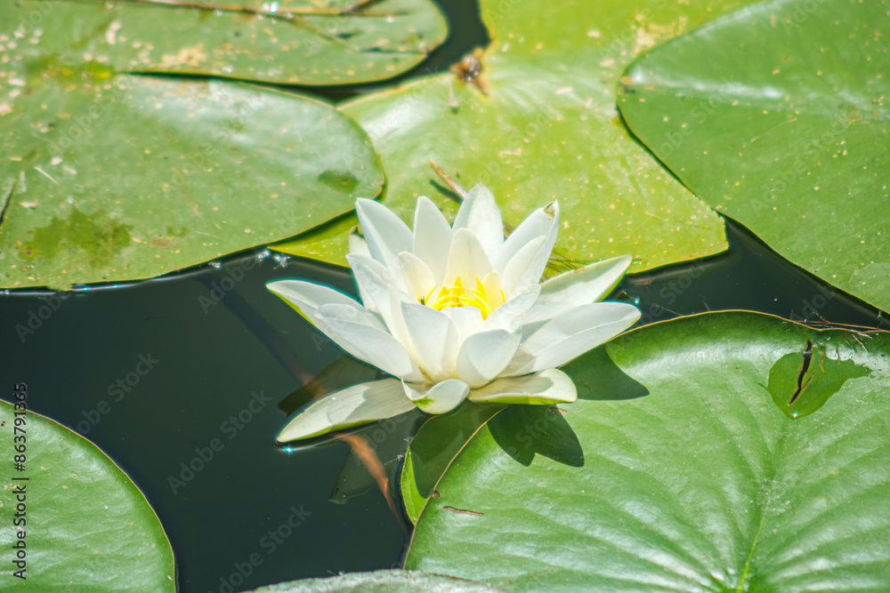 Nature photograph with close-up of lotus water lily flower on water. White water lily in summer pond. Nymphaea Marliacea Albida. Nature photograph with close-up of lotus water lily flower on water. White water lily in summer pond. Nymphaea Marliacea Albida.
