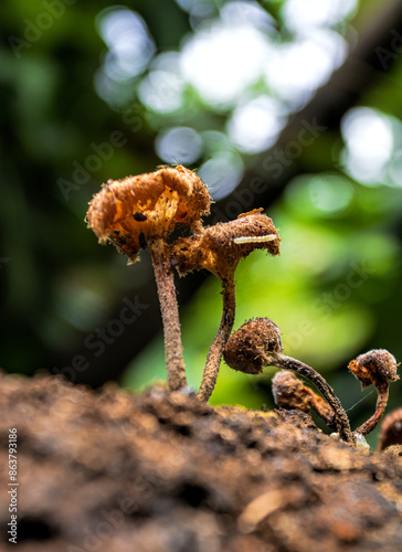 Fungus in the tree