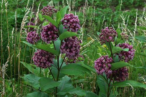 Asclepias syriaca. Green flower buds of a common milkweed. photo