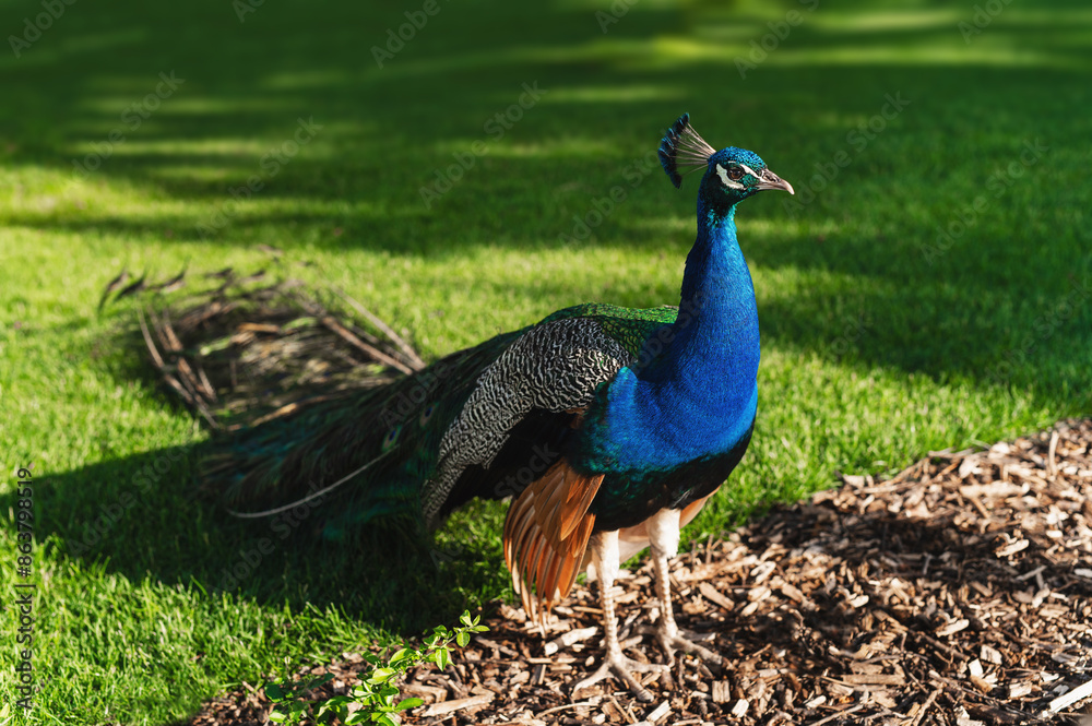Obraz premium A green-blue male peacock walks on the green grass. Peacock on the lawn in the park