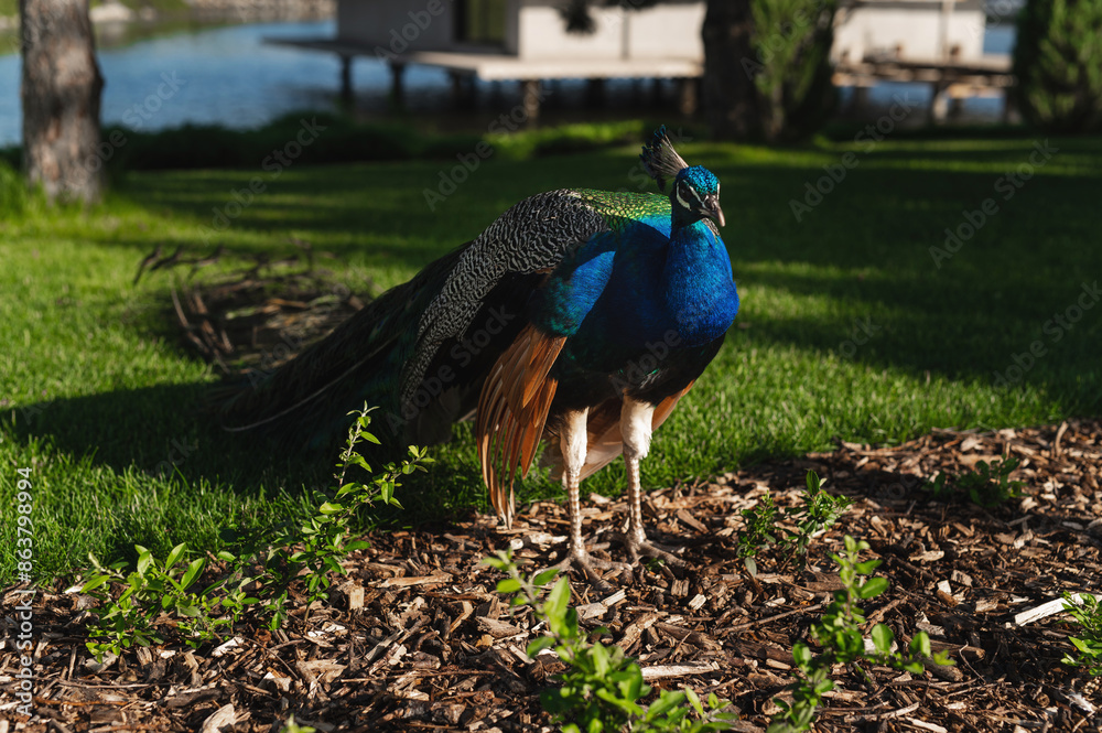 Obraz premium A green-blue male peacock walks on the green grass. Peacock on the lawn in the park