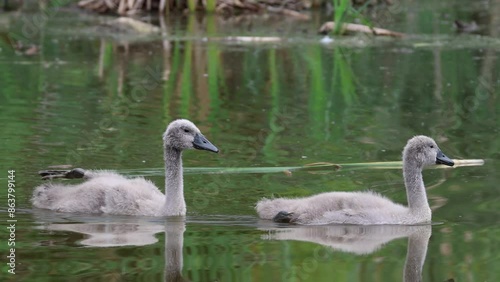 Two cygnets squawk and swim towards the camera on a cloudy summer day. Young mute swans swim in the water and call their parents. Cygnet shakes its leg